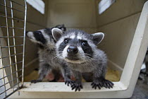 Raccoon (Procyon lotor) orphans in crate in foster home, WildCare Wildlife Rehabilitation Center, San Rafael, California