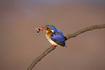 Malachite Kingfisher (Alcedo cristata), Marievale Bird Sanctuary, South Africa