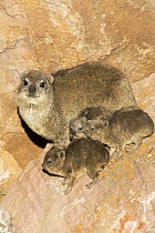 Rock Hyrax (Procavia capensis) mother and young, Marakele National Park, South Africa