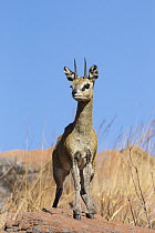 Klipspringer (Oreotragus oreotragus) male, Marakele National Park, South Africa