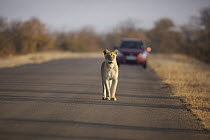 African Lion (Panthera leo) female near tourist vehicle, Kruger National Park, South Africa