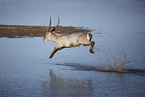 Waterbuck (Kobus ellipsiprymnus) male jumping across river, Kruger National Park, South Africa
