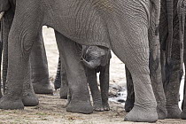 African Elephant (Loxodonta africana) baby, Kruger National Park, South Africa