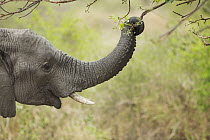 African Elephant (Loxodonta africana) stripping leaves from branch with trunk, Kruger National Park, South Africa