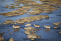Waterbuck (Kobus ellipsiprymnus) herd crossing river, Kruger National Park, South Africa