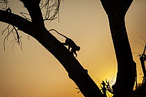 Savanah Monkey (Chlorocebus aethiops), Kruger National Park, South Africa