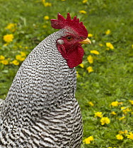 Plymouth Rock Barred (Gallus domesticus) rooster in the backyard, Liptovska Teplicka, Slovakia