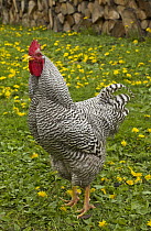Plymouth Rock Barred (Gallus domesticus) rooster in the backyard of a mountain village, Liptovska Teplicka, Slovakia