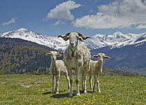 Domestic Goat (Capra hircus) nanny and kids, Pyrenees, France