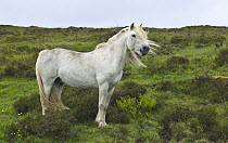 Domestic Horse (Equus caballus) in moorland, Isle of Skye, Scotland