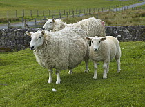 Domestic Sheep (Ovis aries) ewes and lamb in stone-walled pasture, Isle of Skye, Scotland