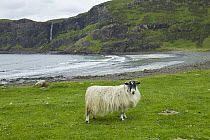 Domestic Goat (Capra hircus), Isle of Skye, Scotland