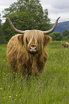 Highland Cattle (Bos taurus) in green pasture, Isle of Skye, Scotland