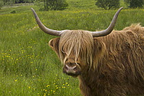 Highland Cattle (Bos taurus) in green pasture, Isle of Skye, Scotland