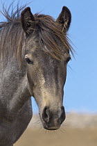 Wild Horse (Equus caballus) yearling, Pryor Mountain Wild Horse Range, Montana