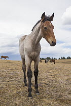 Wild Horse (Equus caballus) foal and herd on an arid plateau, Pryor Mountain Wild Horse Range, Montana