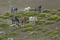 Wild Horse (Equus caballus) herd approaching a watering hole, Pryor Mountain Wild Horse Range, Montana
