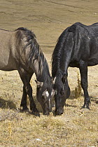 Wild Horse (Equus caballus) mares grazing on an arid plateau, Pryor Mountain Wild Horse Range, Montana