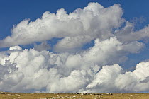 Billowing cumulus clouds above arid plateau, Pryor Mountain Wild Horse Range, Montana