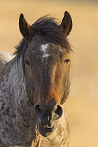 Wild Horse (Equus caballus) stallion, Pryor Mountain Wild Horse Range, Montana