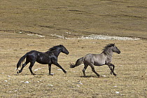 Wild Horse (Equus caballus) stallions running together on arid plateau, Pryor Mountain Wild Horse Range, Montana