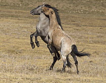 Wild Horse (Equus caballus) stallions play fighting, Pryor Mountain Wild Horse Range, Montana