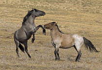 Wild Horse (Equus caballus) stallions play fighting, Pryor Mountain Wild Horse Range, Montana