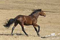 Wild Horse (Equus caballus) stallion walking on arid plateau, Pryor Mountain Wild Horse Range, Montana