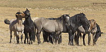 Wild Horse (Equus caballus) stallions herd, Pryor Mountain Wild Horse Range, Montana