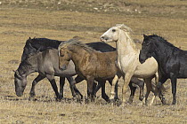 Wild Horse (Equus caballus) stallion herd, Pryor Mountain Wild Horse Range, Montana