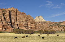 Highland Cattle (Bos taurus) with calves grazing in pasture, Zion National Park, Utah