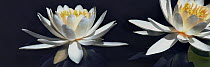 Fragrant Water Lily (Nymphaea odorata) flowers, Minnesota