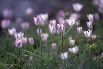 Anemone (Anemone sp) flowers