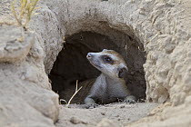 Meerkat (Suricata suricatta) emerging from burrow, Botswana