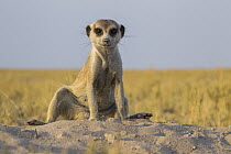 Meerkat (Suricata suricatta) sitting near burrow, Botswana