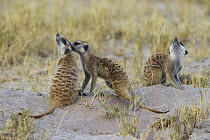 Meerkat (Suricata suricatta) group allogrooming, Botswana
