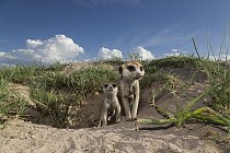 Meerkat (Suricata suricatta) with baby at burrow, Botswana