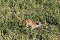 Meerkat (Suricata suricatta) running with prey grub, Botswana