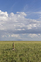 Meerkat (Suricata suricatta) sentinel on termite mound, Makgadikgadi, Botswana