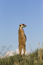 Meerkat (Suricata suricatta) standing guard, Makgadikgadi, Botswana