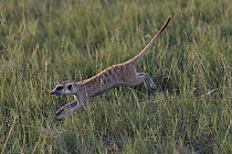Meerkat (Suricata suricatta) running, Botswana