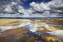 Flooded fields during the rainy season, Pantanal, Brazil