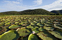 Amazon Water Lily (Victoria amazonica) in lake, Amolar Mountains, Pantanal, Brazil