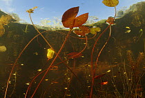Aquatic plants and fish in a shallow lake, rainy season, Pantanal, Brazil