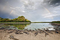 Jacare Caiman (Caiman yacare) and rainbow during dry season, Pantanal, Brazil