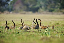 Coatimundi (Nasua nasua) group, tailes raised and looking for food, southern Pantanal, Brazil