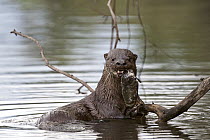 Long-tailed Otter (Lontra longicaudis) eating a fish, Rio Negro, Pantanal, Brazil