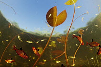 Serpae Tetra (Hyphessobrycon eques) group in a shallow lake amid waterlilies, Pantanal, Brazil