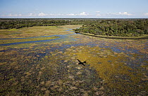 Flooded fields, wet season, Pantanal, Brazil