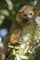 Kinkajou (Potos flavus) in tree, Amapa, Brazil